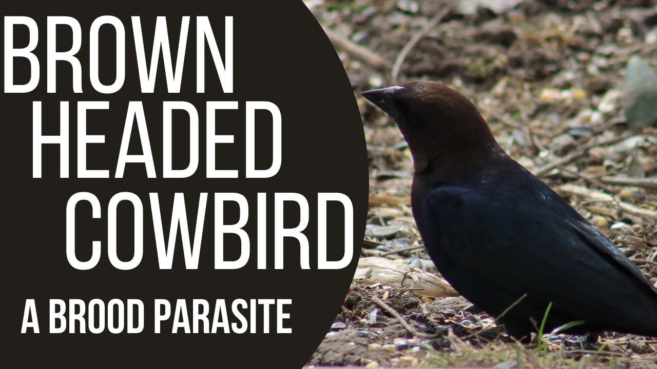 Brown Headed Cowbirds - A Brood Parasite