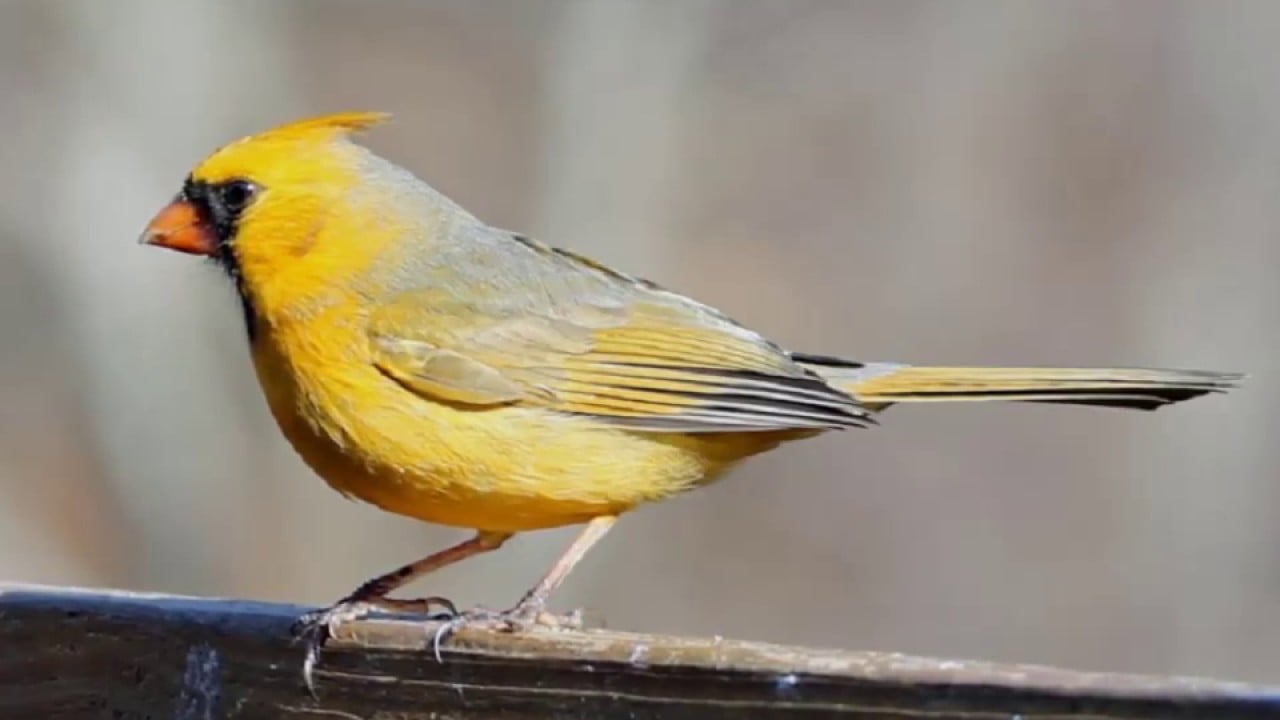 The Most Beautifully Top 21 Yellow Birds In The World Right Now Trends