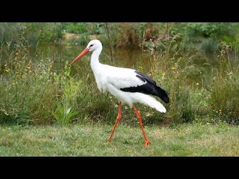 Birds with long legs. Amazing birds