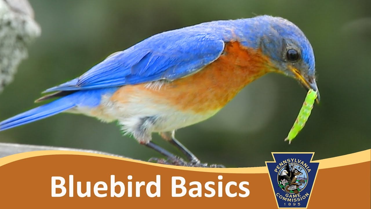 Bluebird Basics & Cavity Nest Boxes