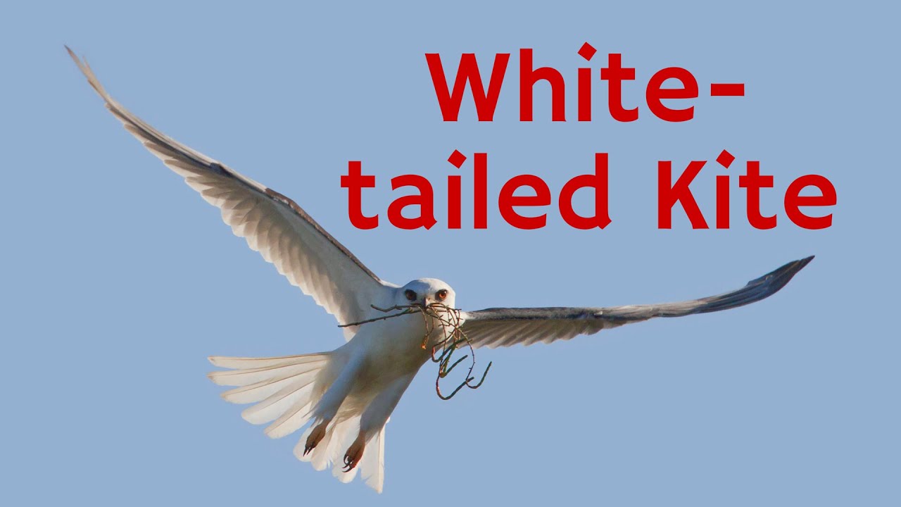 White-tailed Kite: Hovering Above Its Prey