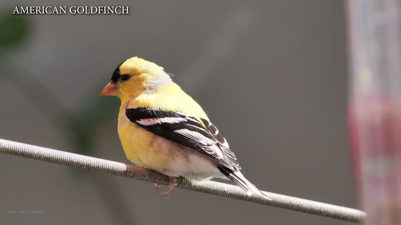 Lesser Goldfinch vs  American Goldfinch