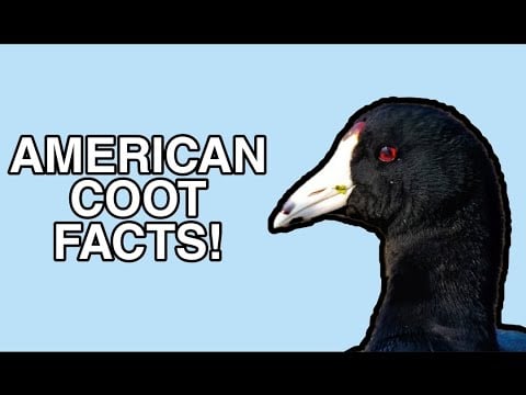 The Life of the Coot - American Coot Facts