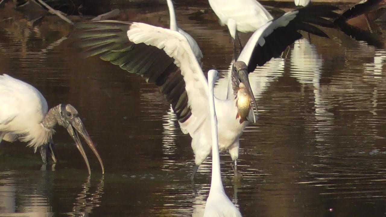 Wood Stork eating a fish. Los Fresnos, Texas.