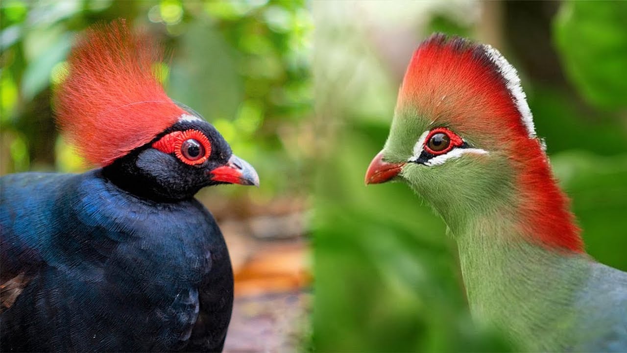 10 Birds With Most Beautiful Hairstyles