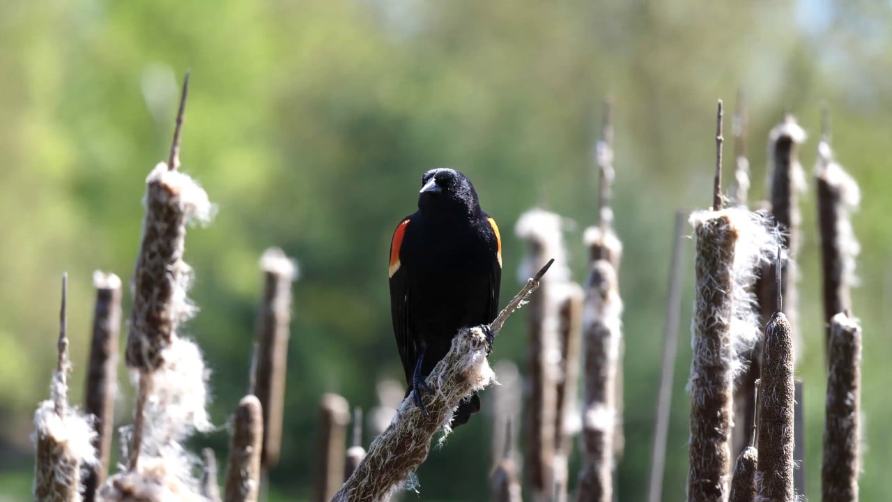 Red-Winged Blackbirds - Birds of North America