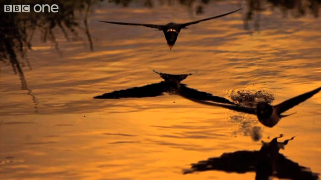 Barn Swallows Drinking on the Wing (Narrated by David Tennant) - Earthflight - BBC One