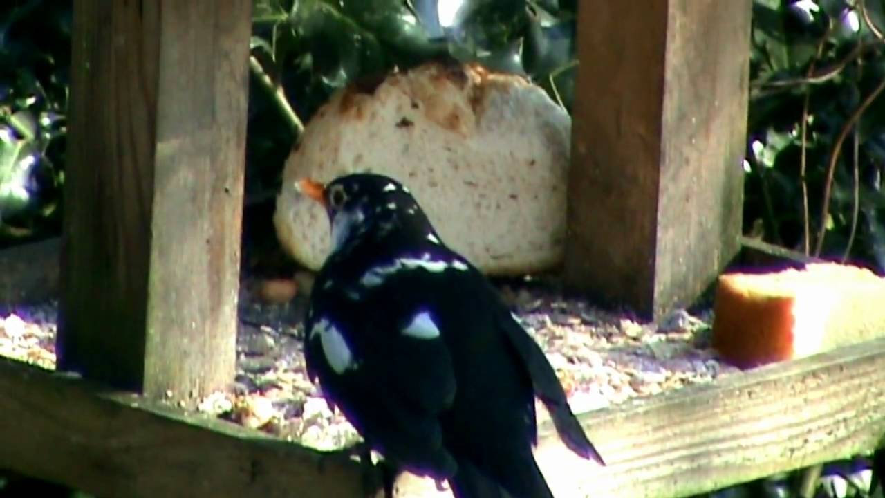 Rare Blackbird - Male with white markings . . .