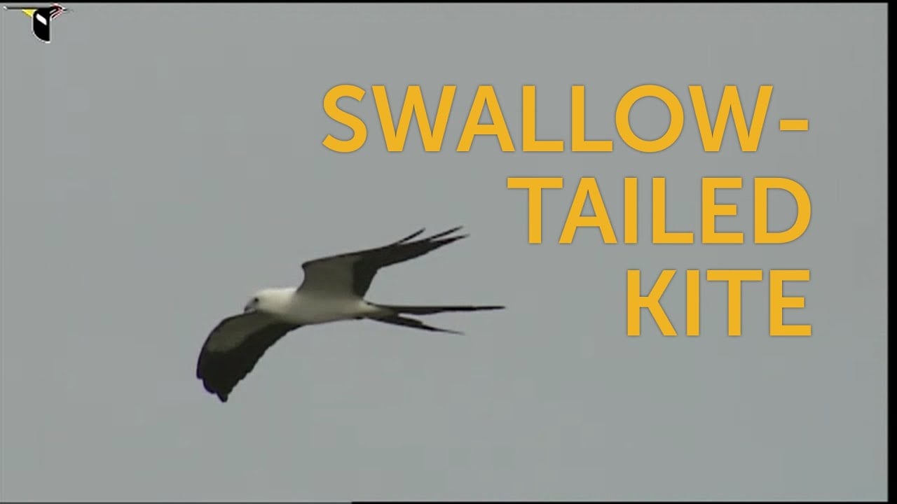 Swallow-tailed Kite