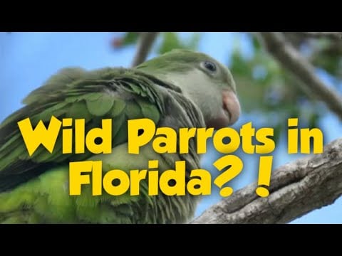 Quaker Parrot/Monk Parakeet Facts-ARE THERE WILD PARROTS IN FLORIDA?!