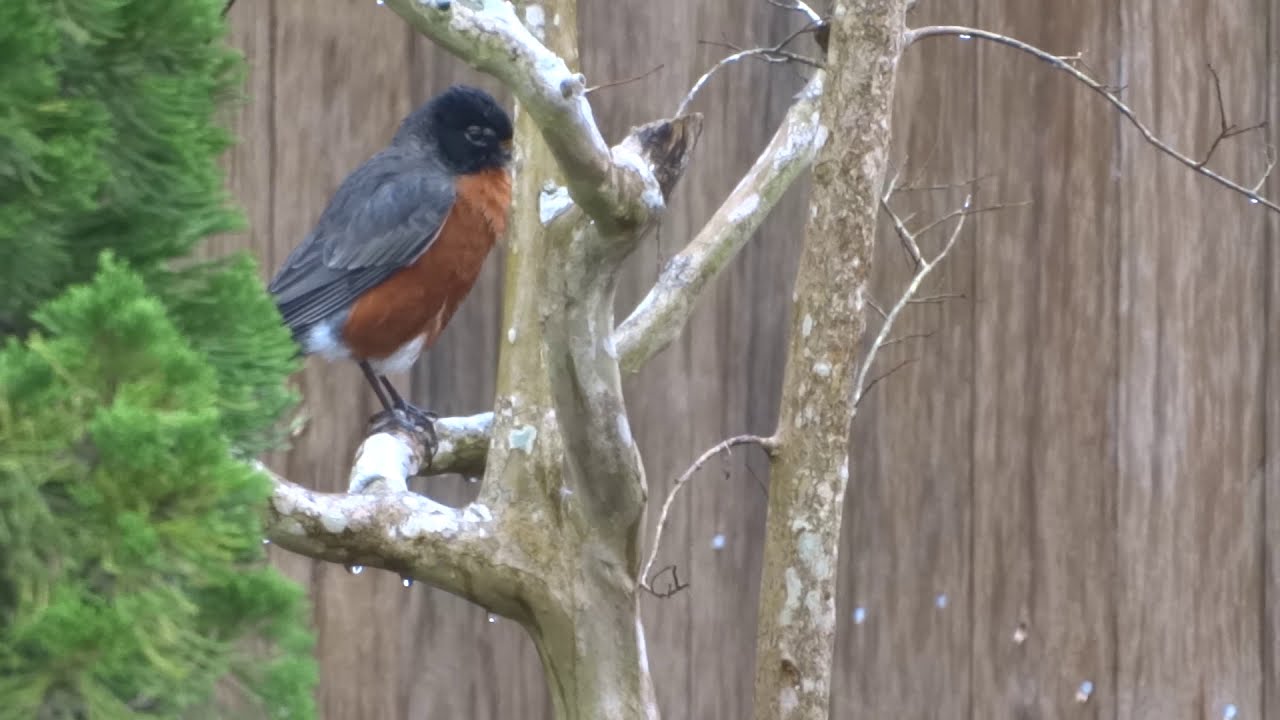 See the beautiful American robin bird 🐦