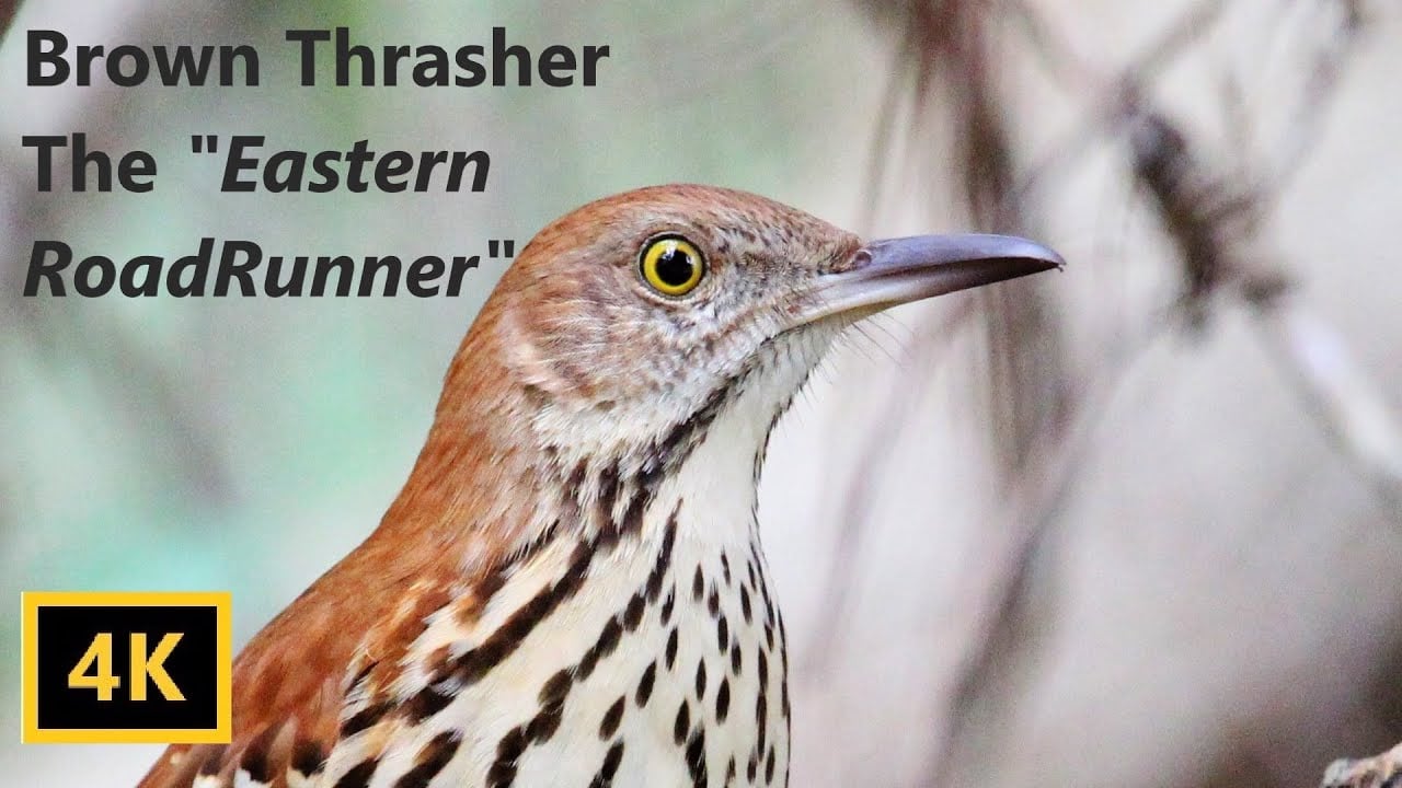 Brown Thrasher The "Eastern Roadrunner"
