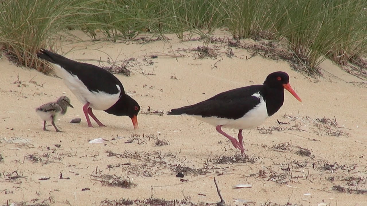 PIED OYSTERCATCHER family in Freycinet National Park - Tasmania