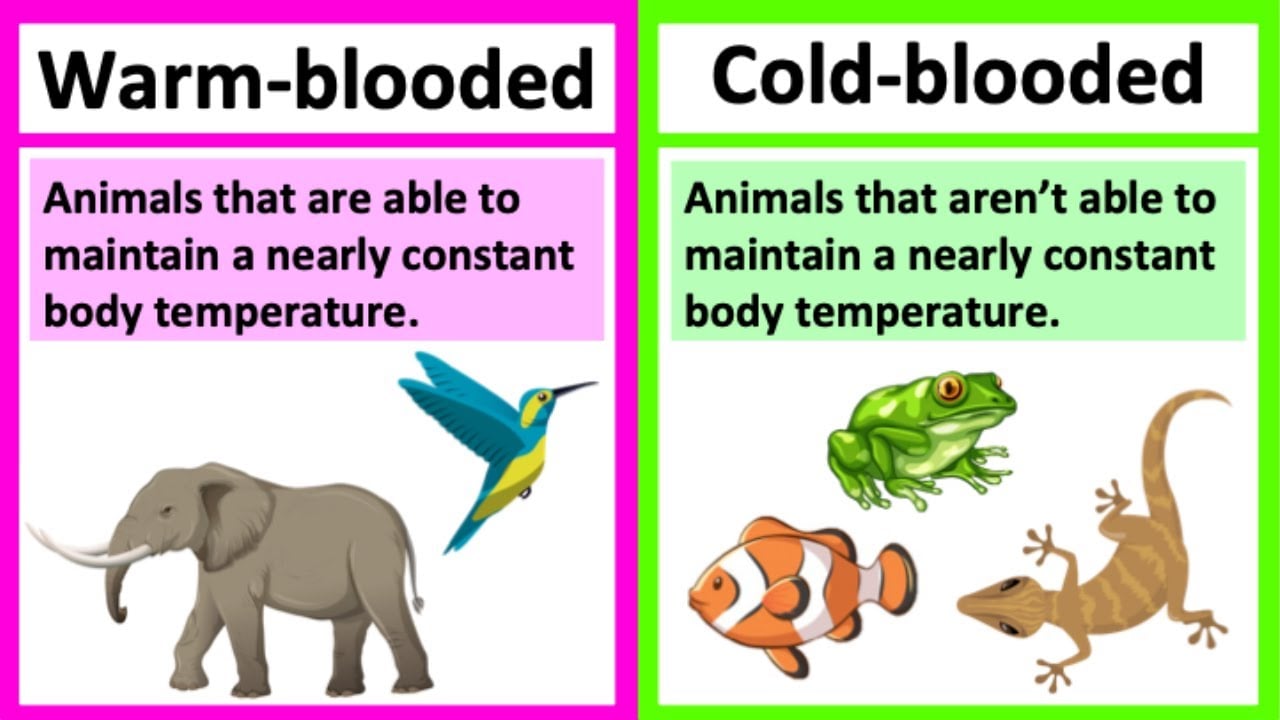 Warm blooded vs cold blooded 🤔| Types of animals | What's the difference?
