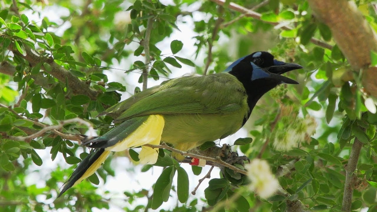 A Green Jay Survey