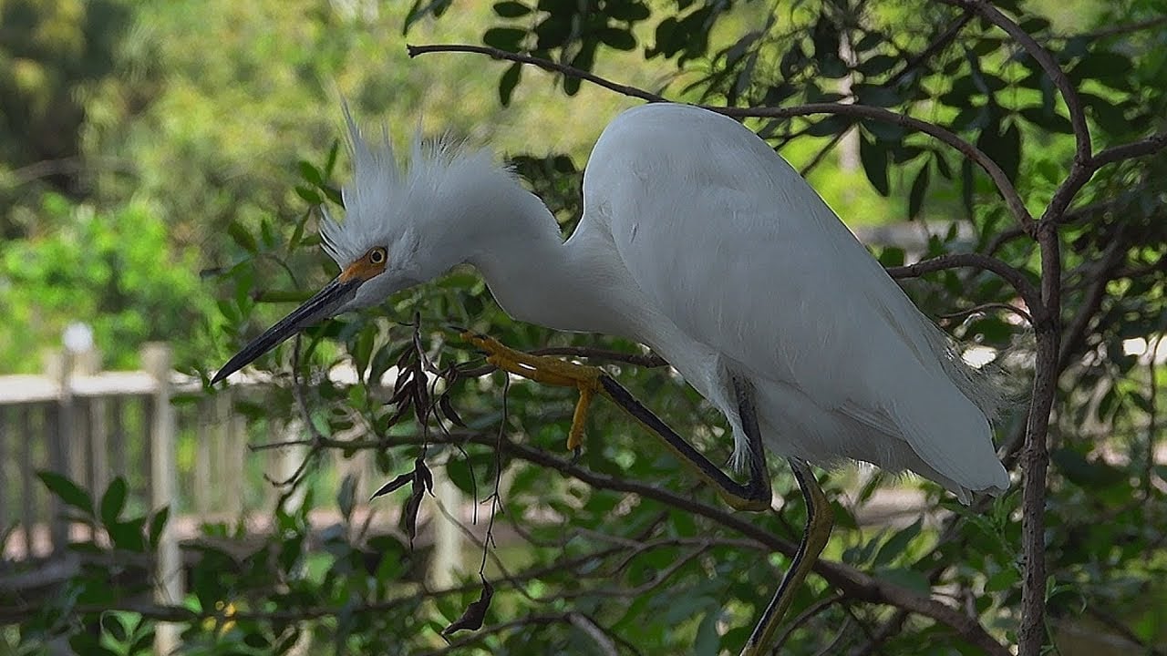 Snowy Egret - tewbirds in Florida - 2019