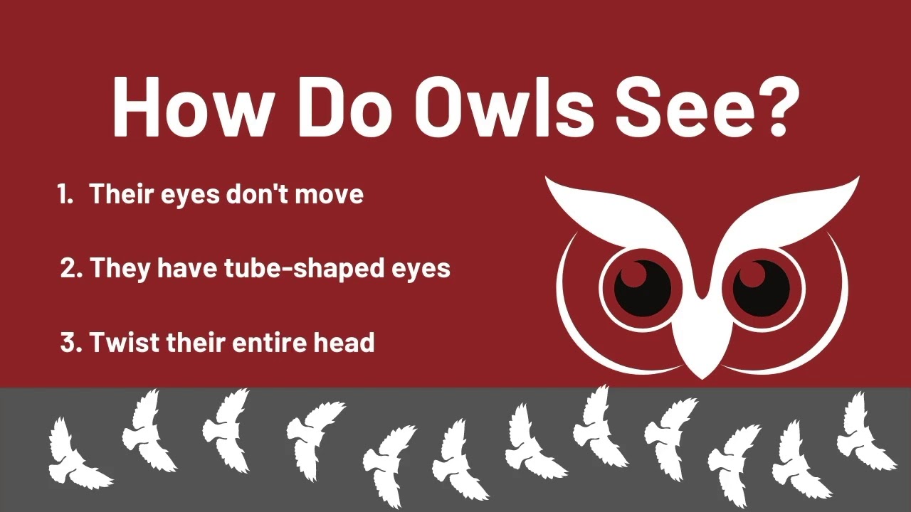 Why Do Owls Have Big Eyes - Bird Informer