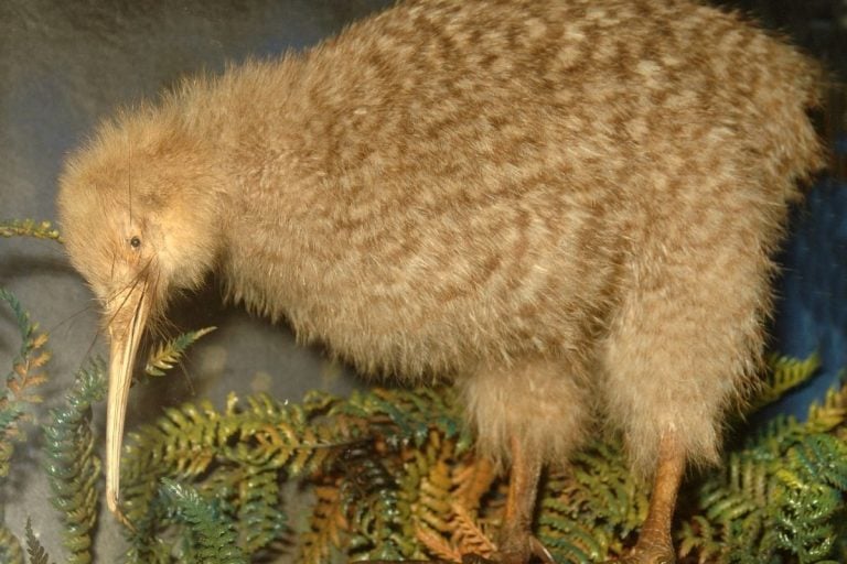 Great Spotted Kiwi