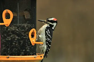 Photo of a woodpecker at a bird feeder