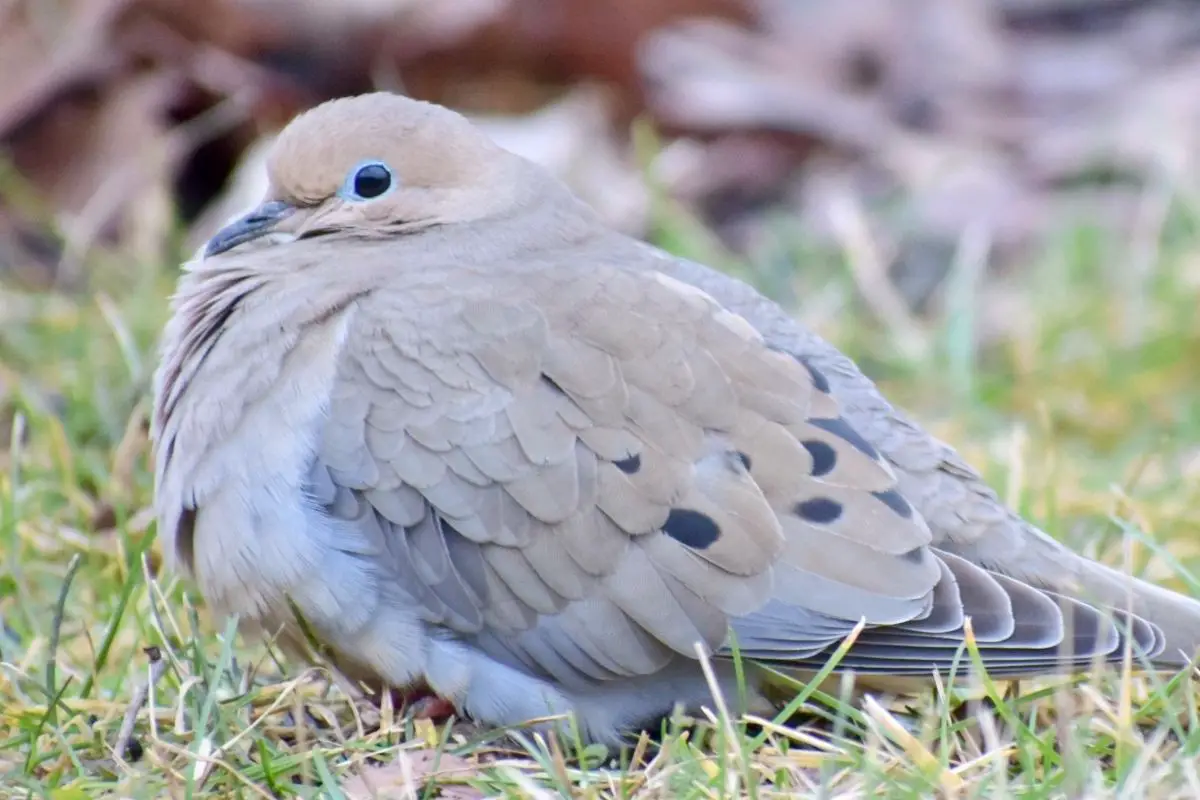 Blue-Eyed Ground-Dove