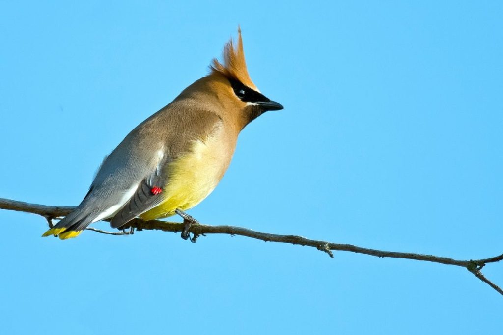 Cedar Waxwing