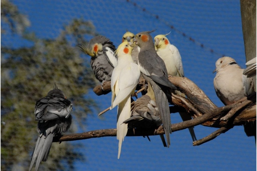 Birds With Red Cheeks – Global Birding Initiative