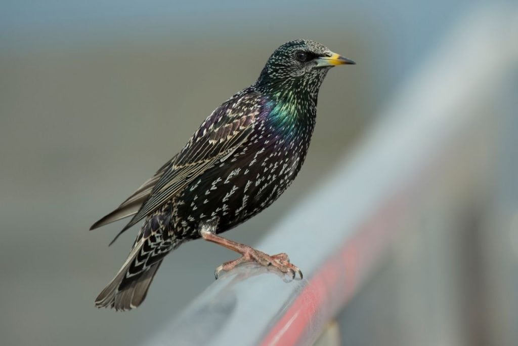 European Starling