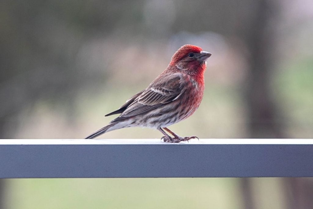 House Finch