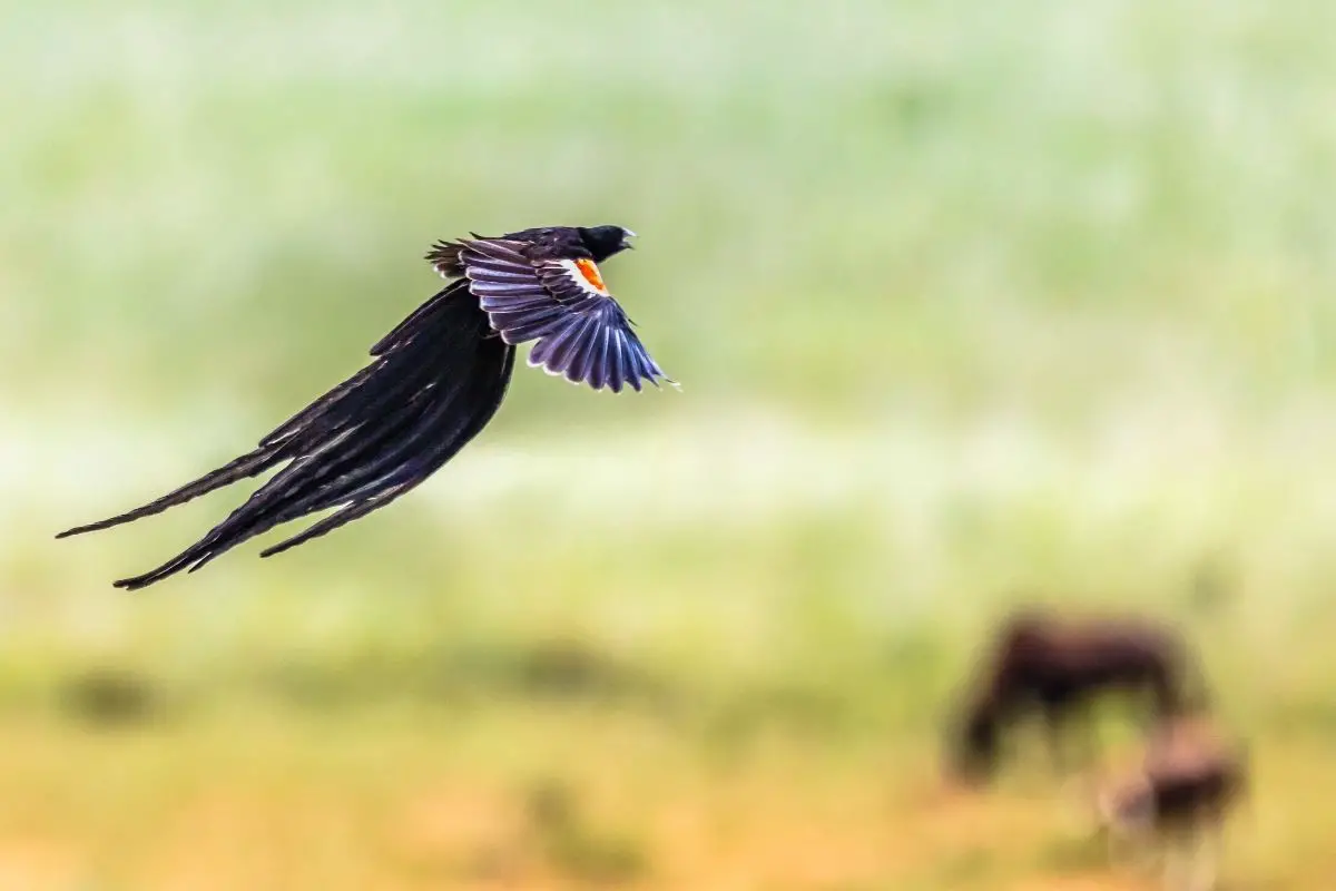 Long-Tailed Widowbird