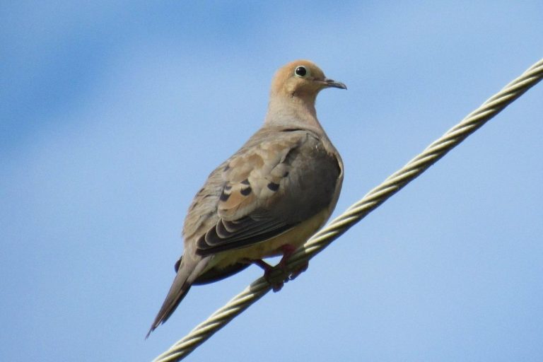 Mourning Dove