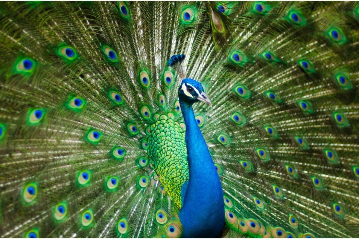 Peacock 