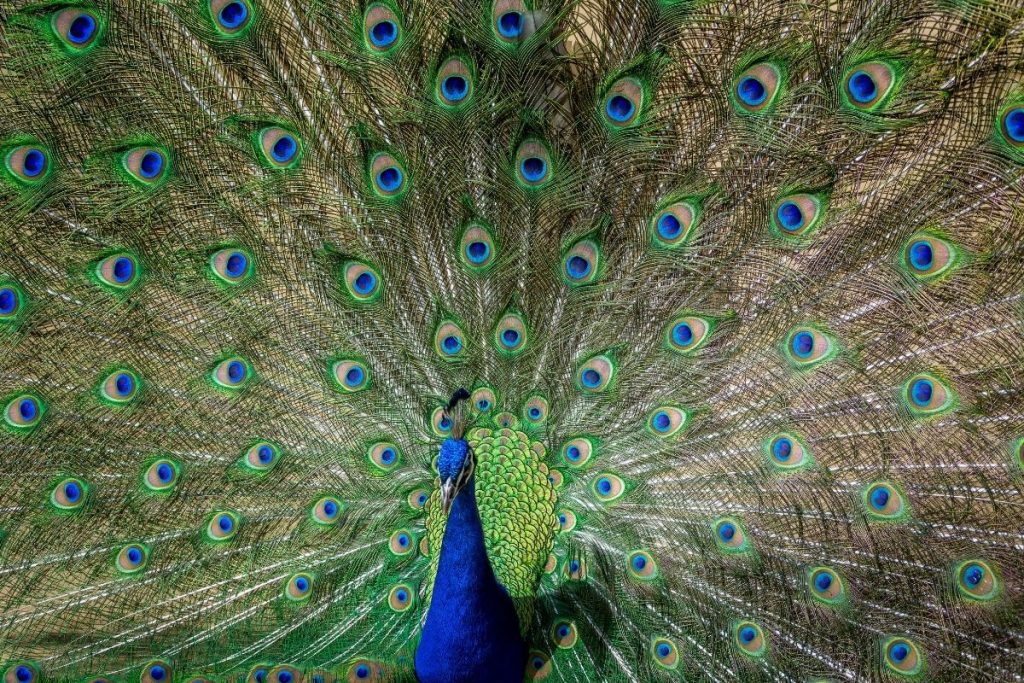 Birds with Amazing Colored Tails – Global Birding Initiative