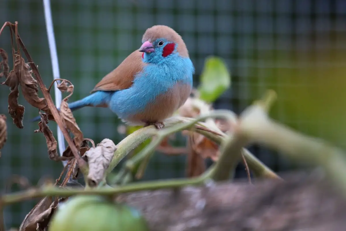 Red-Cheeked Cordon-Bleu Finch