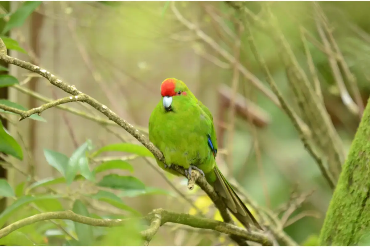 Red-Crowned Parakeet