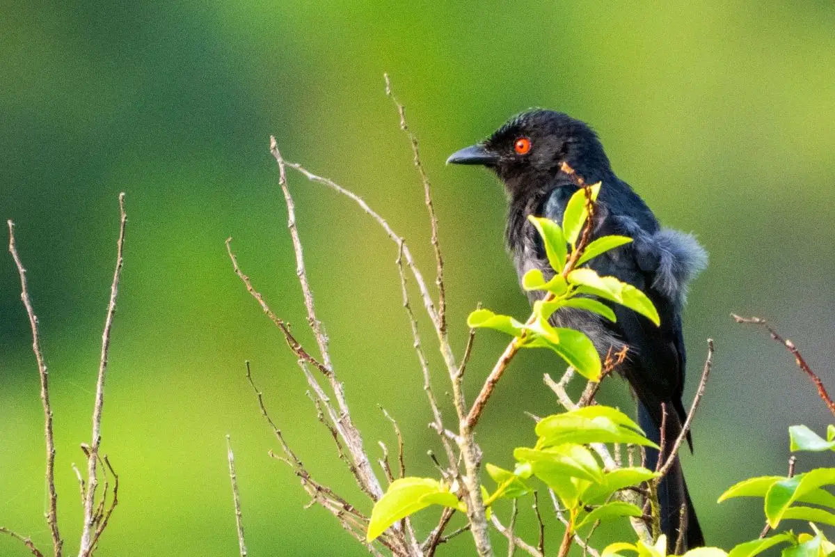 Black Bird With Red Eyes