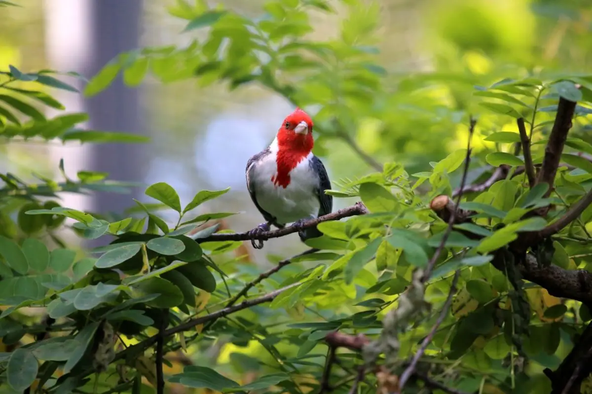 Hawaiian Bird With Red Head