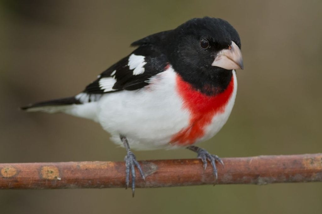Rose-Breasted Grosbeak