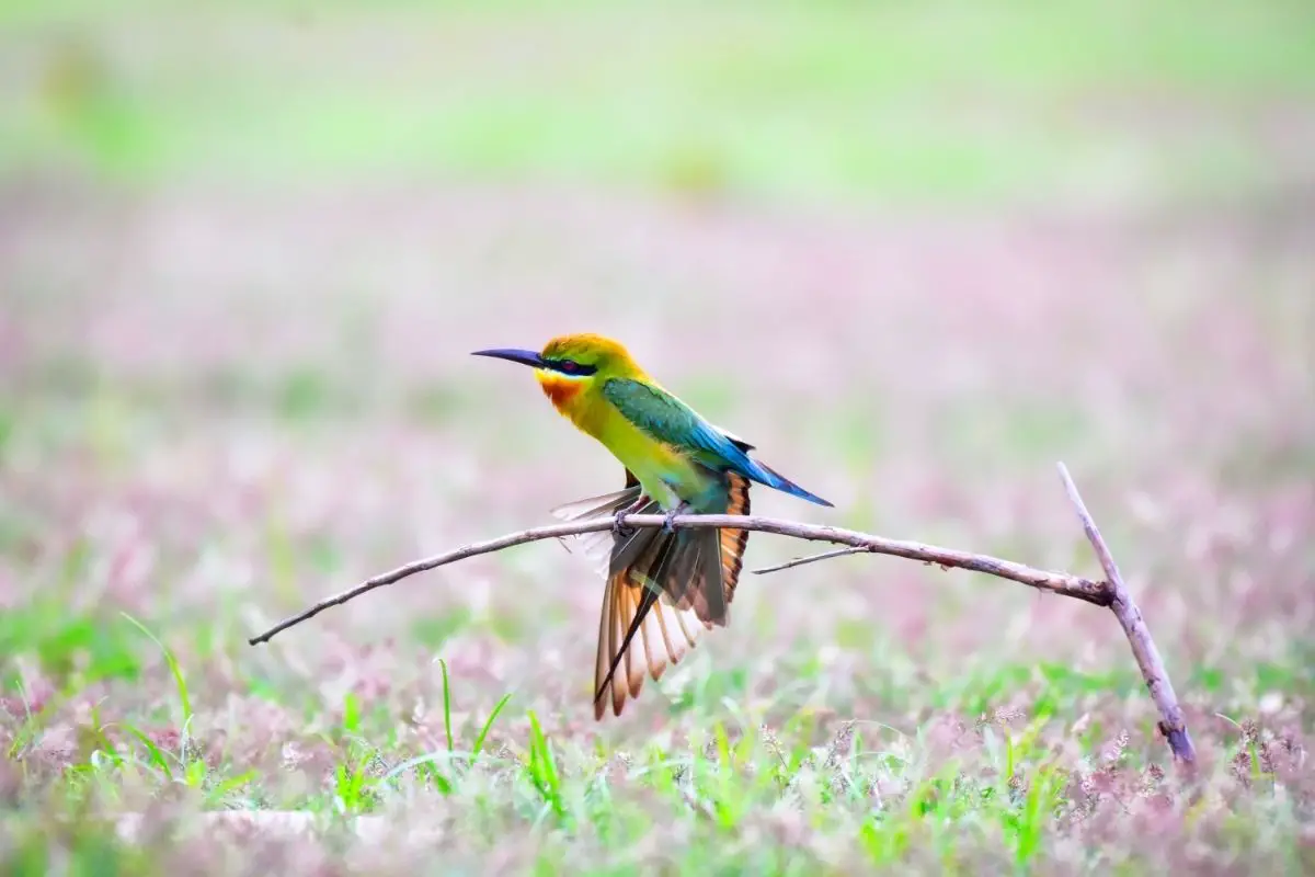 Species Of Birds With Fantastically Colored Tails