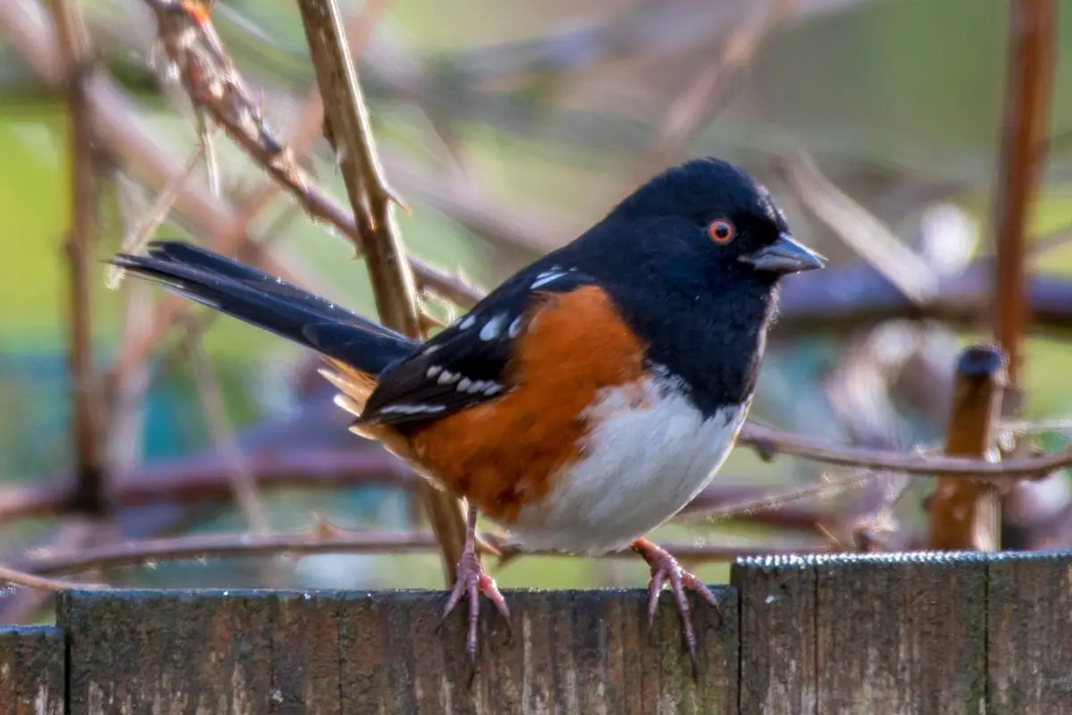 Spotted Towhee 