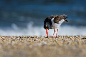 The American Oystercatcher