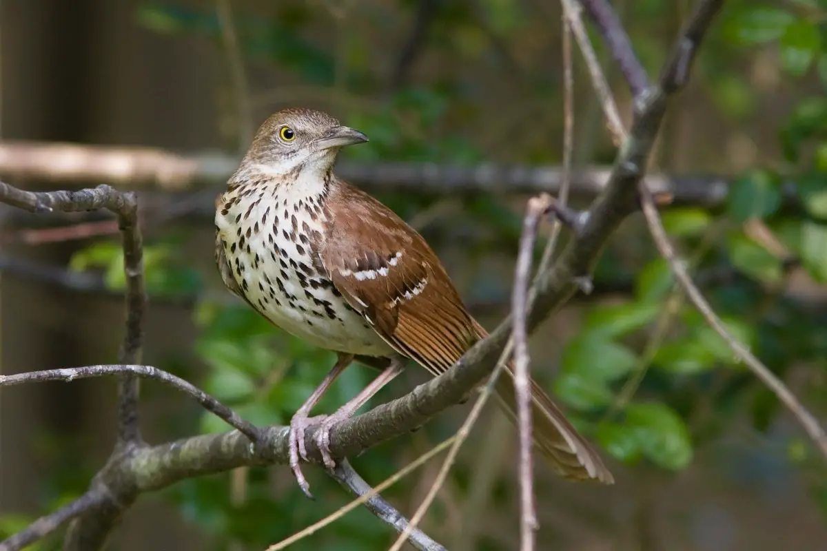 The Brown Thrasher