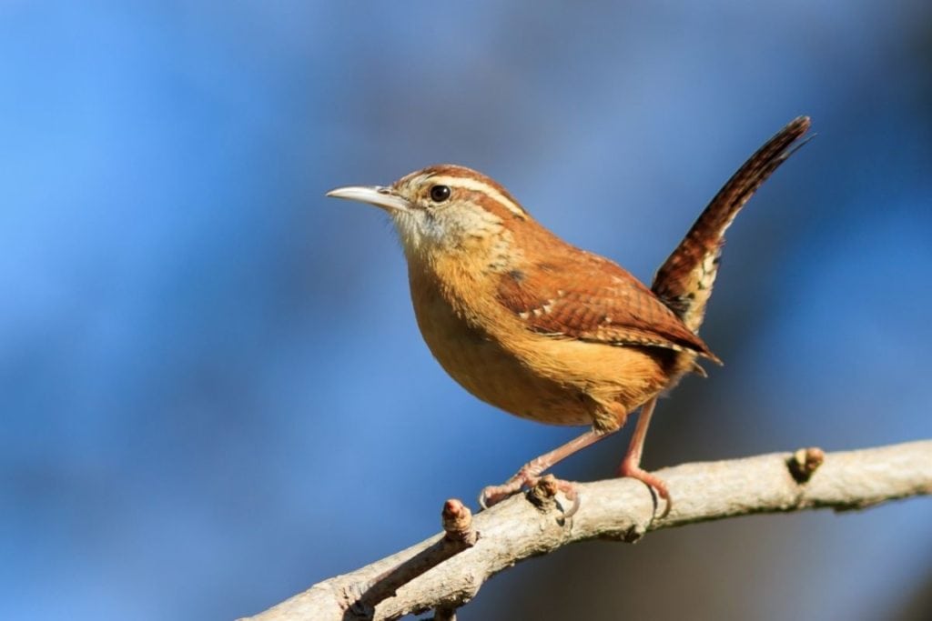 The Carolina Wren