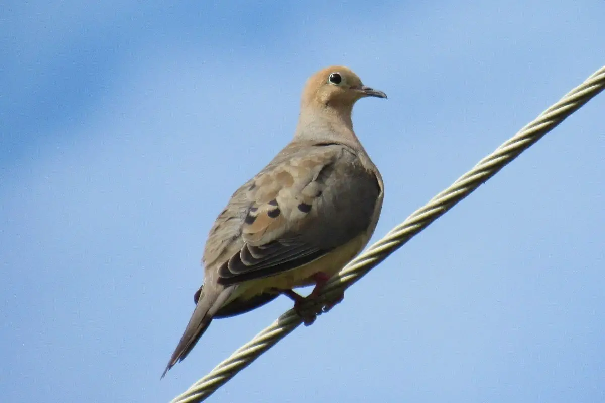 The Mourning Dove