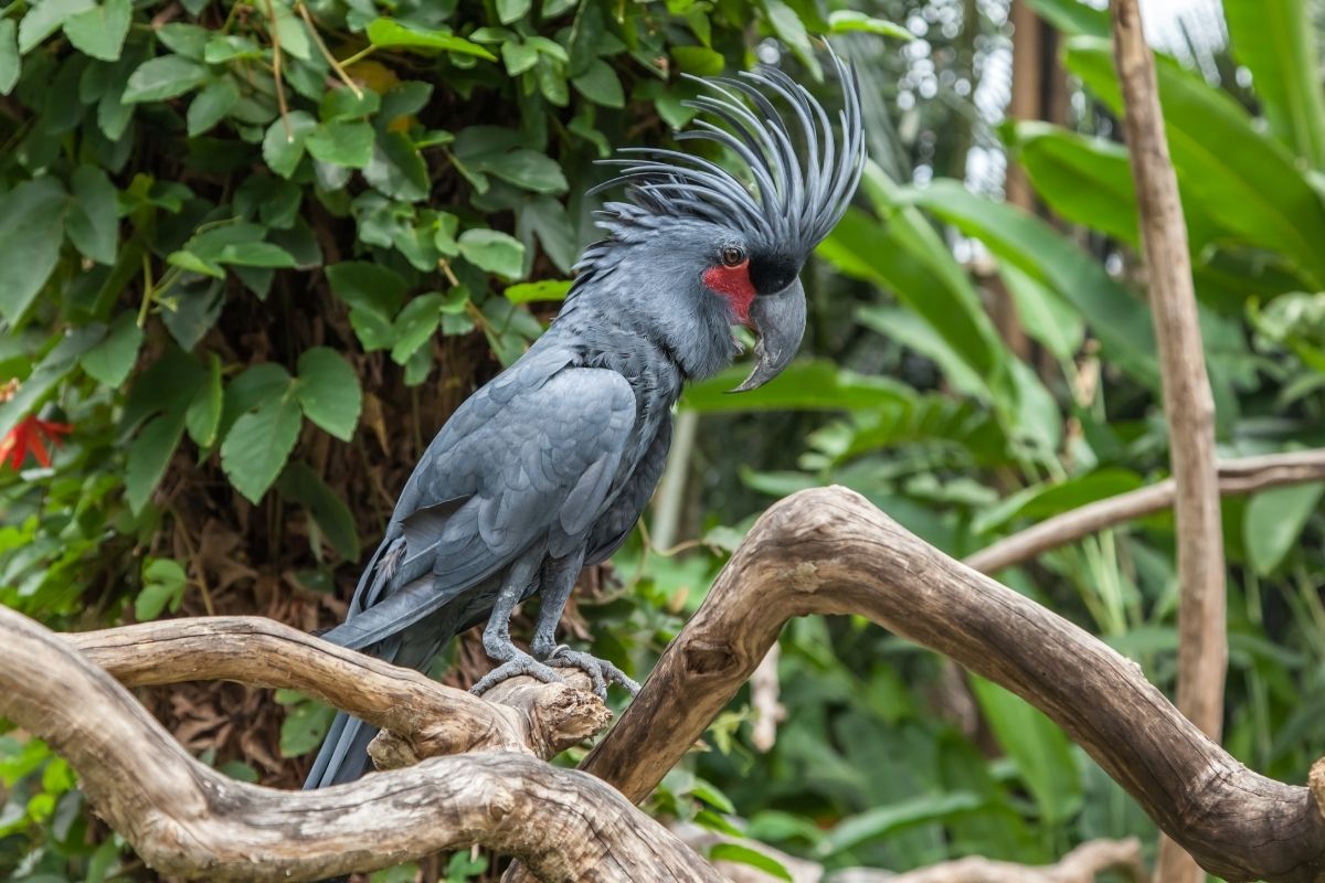 The Palm Cockatoo