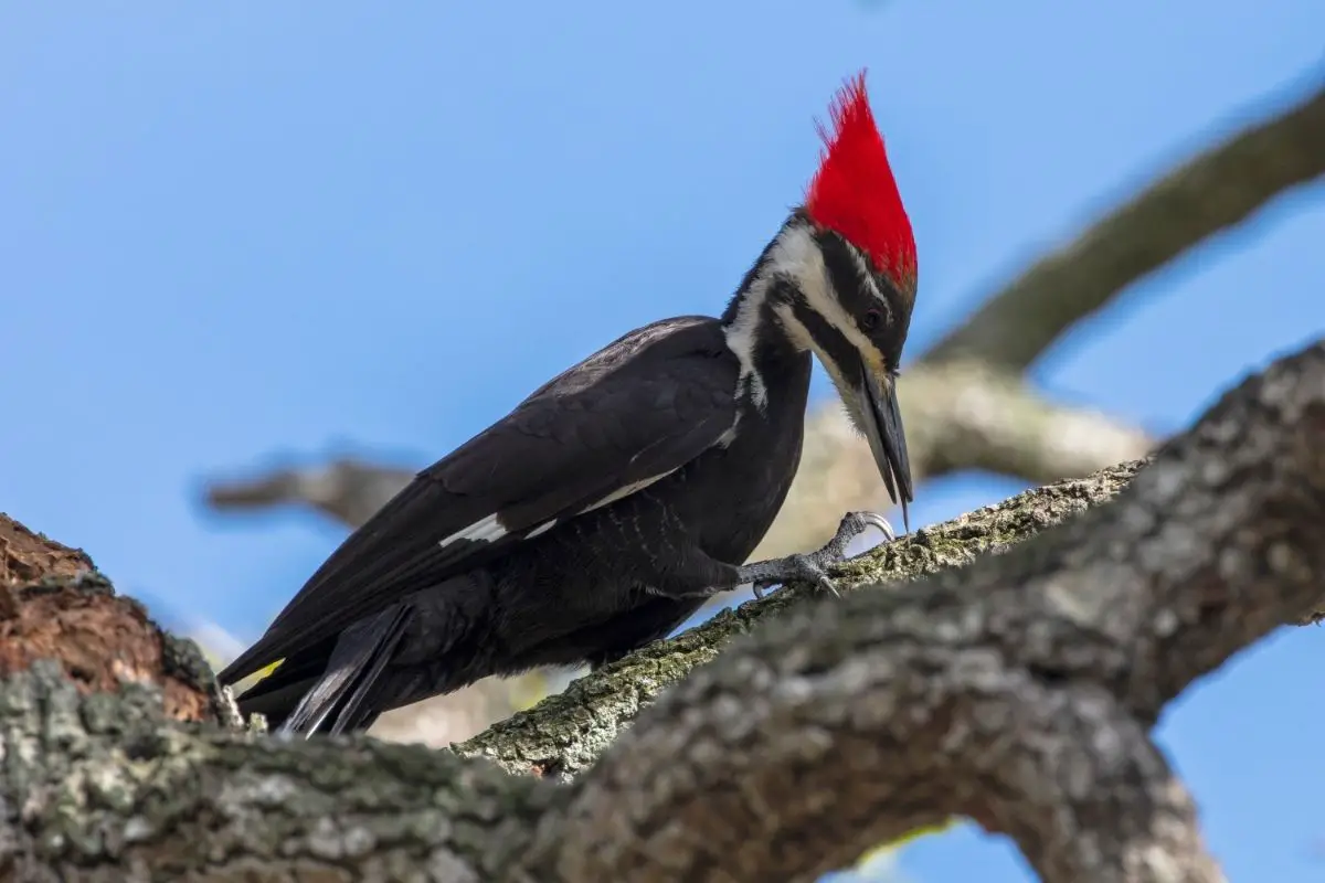 The Pileated Woodpecker: Sound