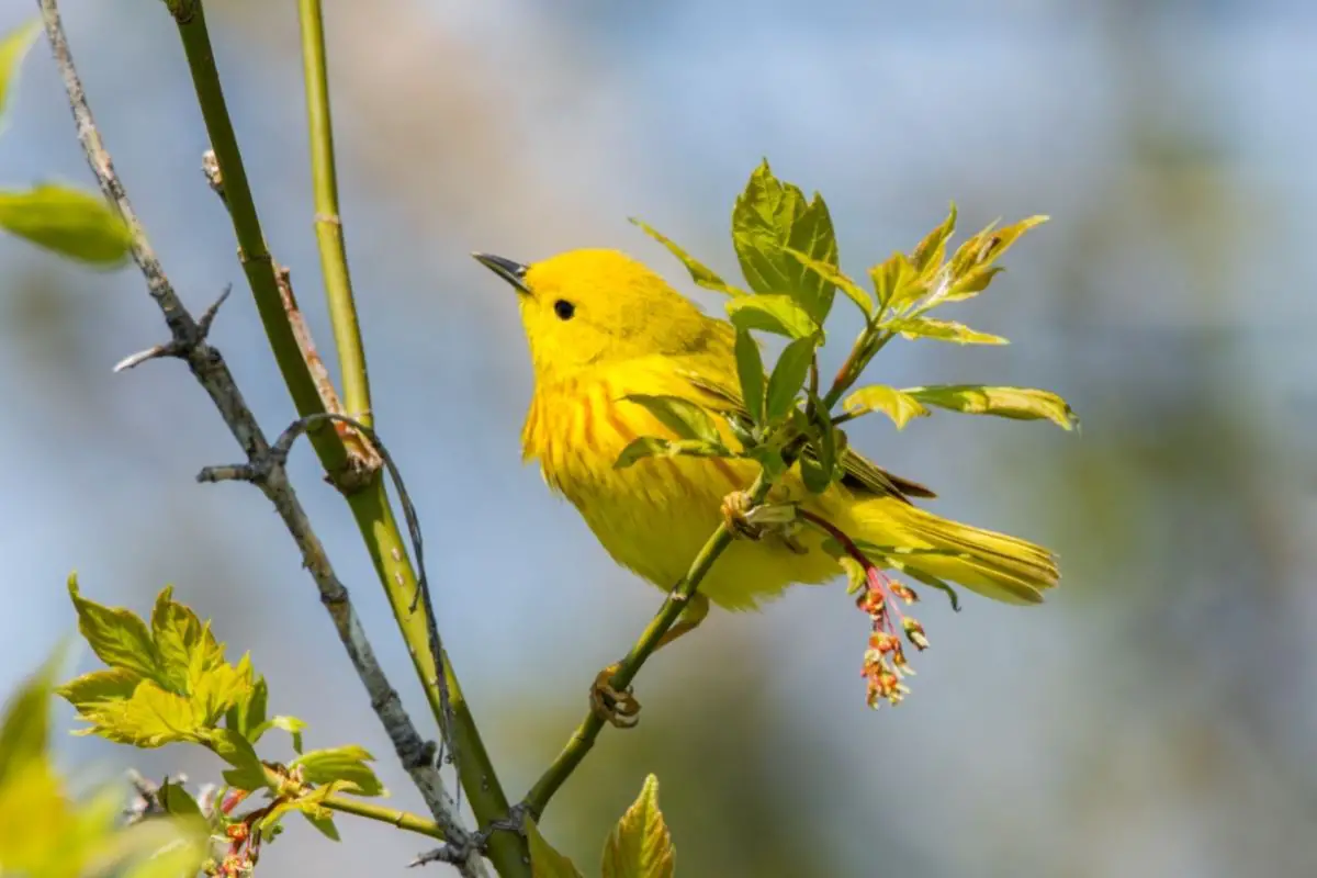 The Yellow Warbler
