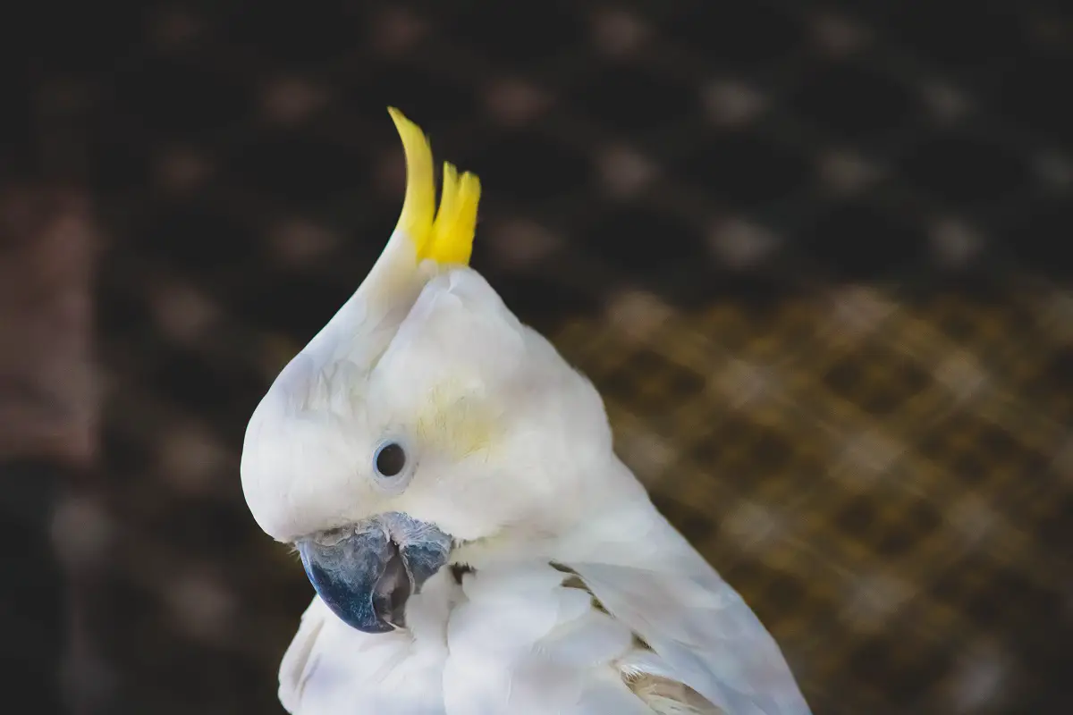White Cockatoo Behavior 