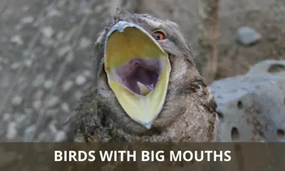 Bird with big mouth