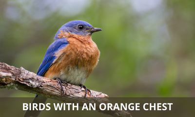 Birds with an orange chest