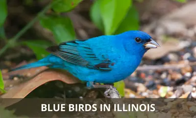 Blue Birds In Illinois